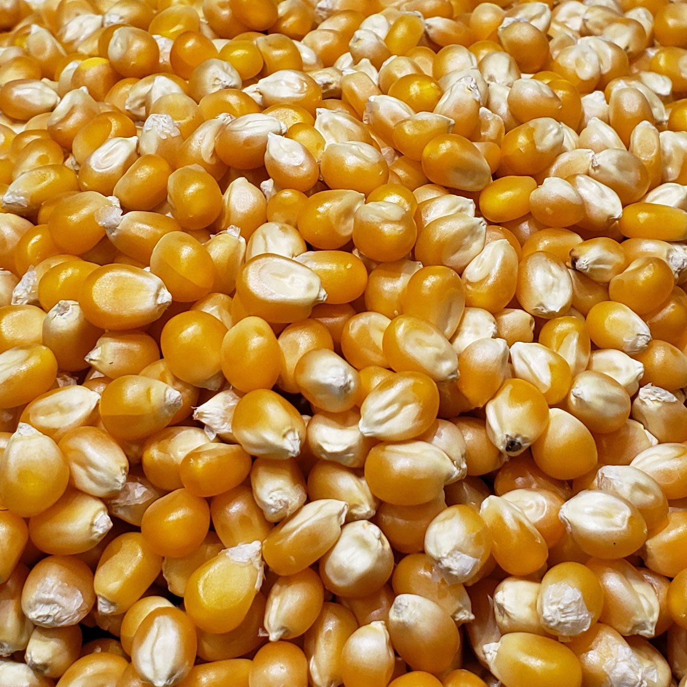 6lbs (Pack of 3 2lb) Mushroom Popcorn Kernels Princeton Popcorn Farmer Direct, Non-GMO, Gluten Free, Ball Shaped, Popcorn Pops Extra Large popcorn kernels, Stovetop Oil Pop