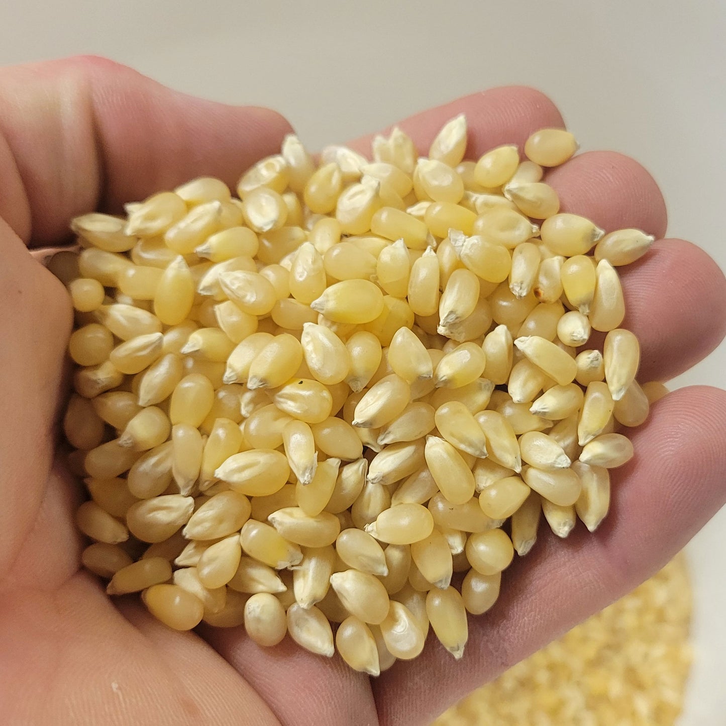 6lbs (Pack of 3 2lb) Bag Princeton Popcorn Baby White Popcorn Kernels, Tender, Small, Non GMO, Hulless, Farmer Direct, Gluten Free, Popping, For Oil Popcorn Popper, Microwave Popcorn or Air Popper