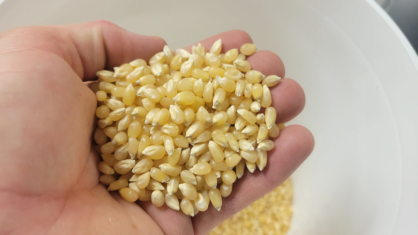1lb Tub White Butterfly Hulless Popcorn Kernels - Easy-Eating, Baby Small Tender Popping Corn, Non-GMO Popcorn Kernels, No Hulls, No Roundup, Direct from Farmer, Microwave Air Popper or Stovetop Butterfly Shaped Unpopped Popcorn Kernels