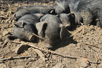 Large Black piglets asleep in a pile on Farmer Bob's farm