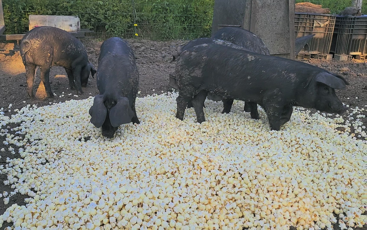 Farmer Bob's Large Black pigs eating a pile of popped popcorn on the farm