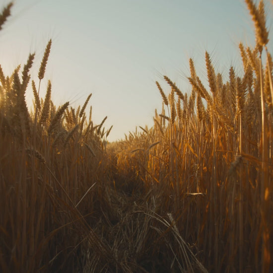 Farmer Bob's Red Fife heritage wheat — the way wheat used to be