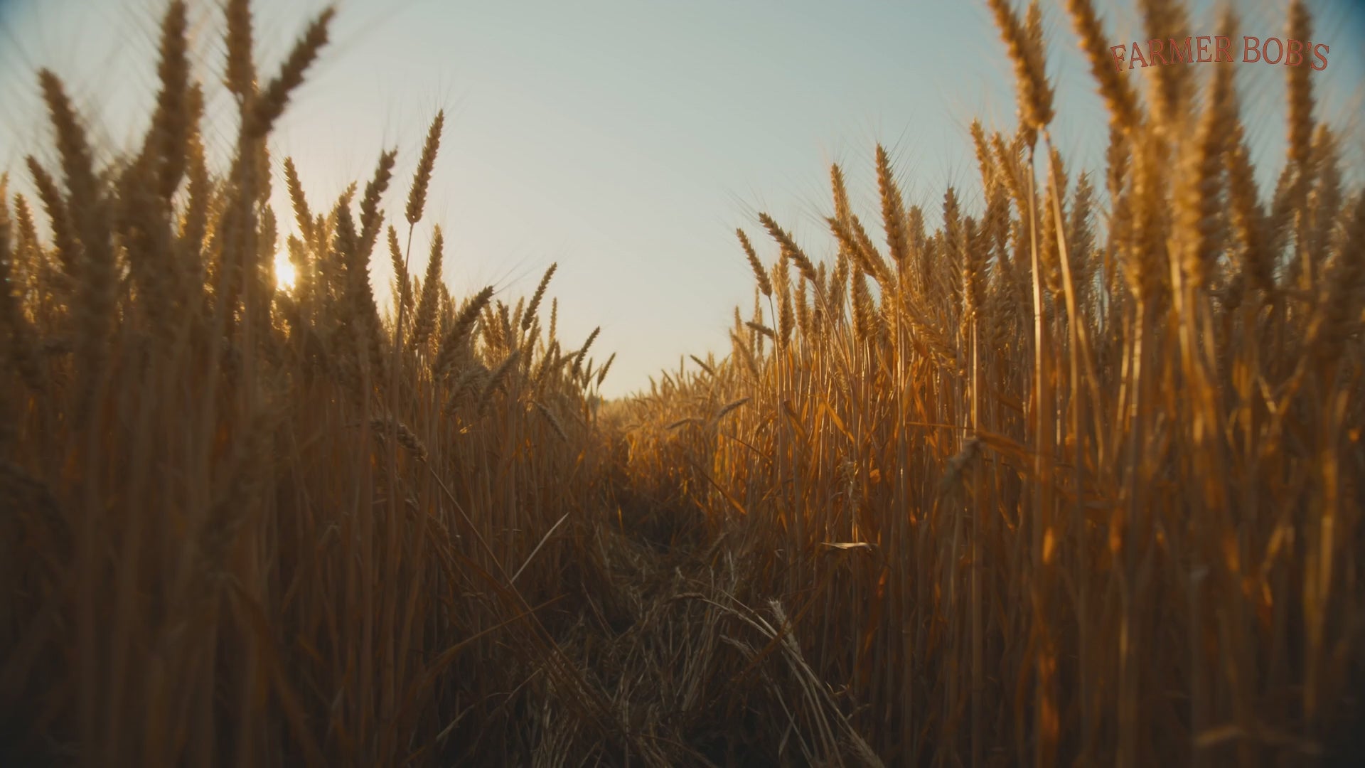 Farmer Bob's Red Fife heritage wheat — the way wheat used to be