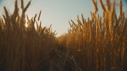 Farmer Bob's Red Fife heritage wheat — the way wheat used to be
